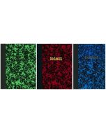 Couleurs Echéancier mensuel - Registre marbré - 297 x 210 mm ELVE